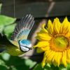Wildlife Garden DecoBird - flyvende blåmejse