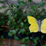 Wildlife Garden decomagnet - citronsommerfugl